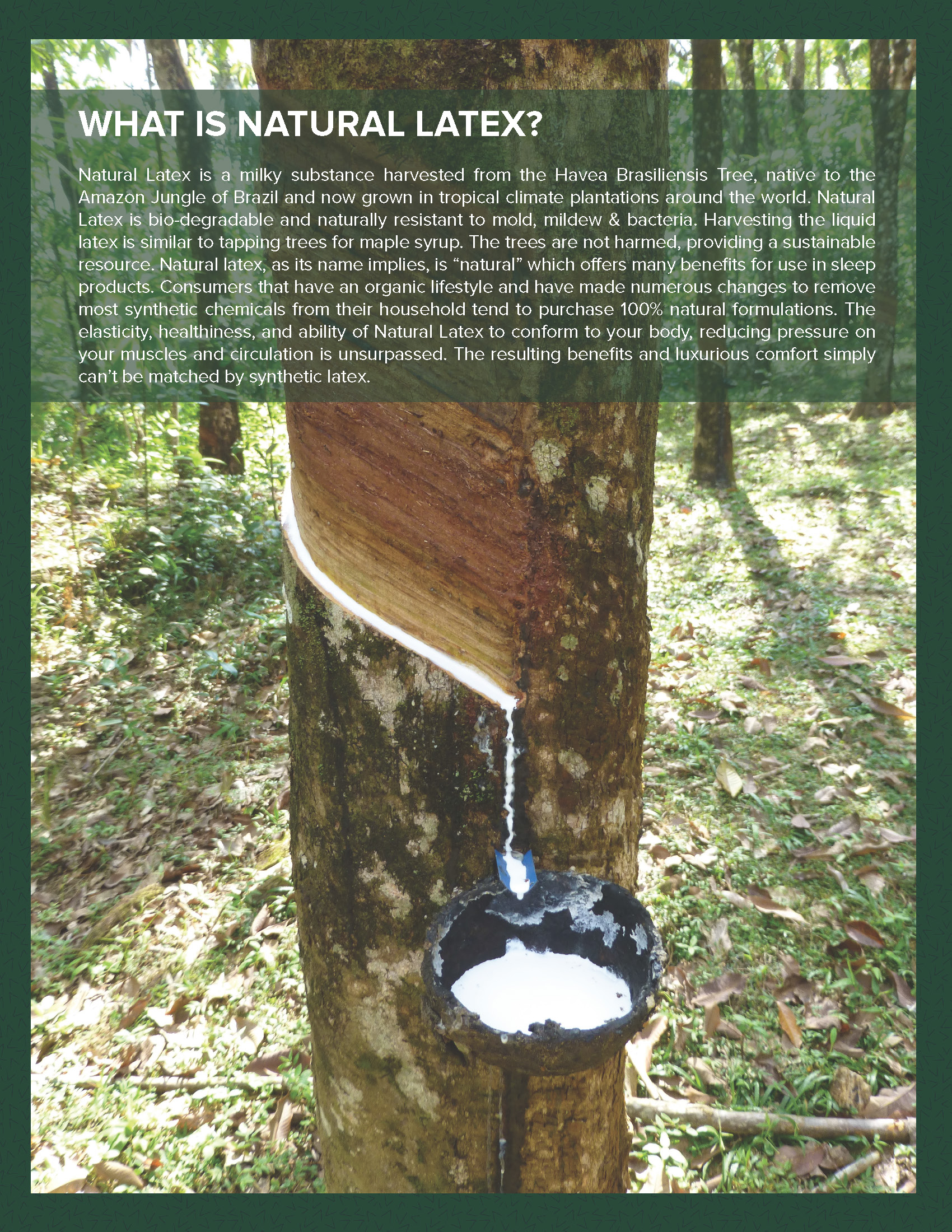 Phoenix Arizona Latex Mattress Headquarters